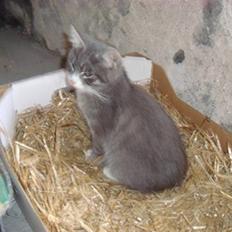 Blanding af racer Findus † R.I.P. †