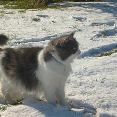 Blanding af racer Oliver Twist