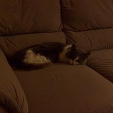 Blanding af racer Oliver Twist