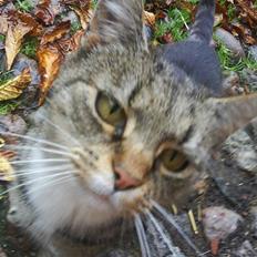 Blanding af racer Missemor R.I.P