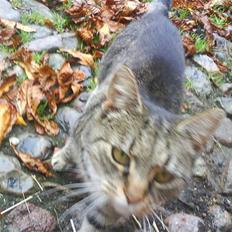 Blanding af racer Missemor R.I.P