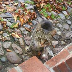 Blanding af racer Missemor R.I.P