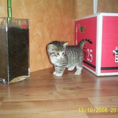 Blanding af racer Grisling *RIP*