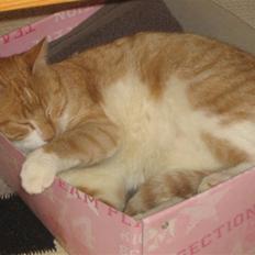 Blanding af racer Garfield