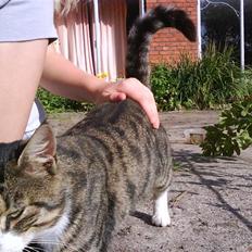 Blanding af racer Garfield