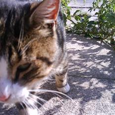 Blanding af racer Garfield