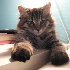 Maine Coon Cosmo