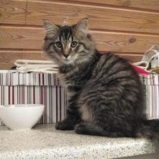 Maine Coon Cosmo