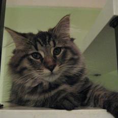 Maine Coon Cosmo