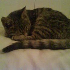 Huskat Allstar Von Avnbøl