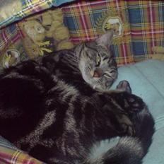 Blanding af racer Lille Fis 