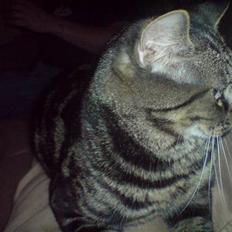 Blanding af racer Lille Fis 