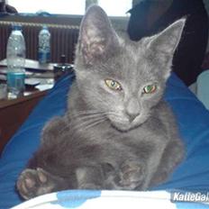 Russian Blue hr vimse død