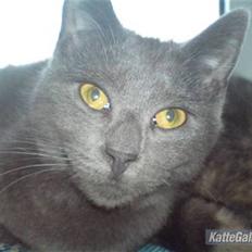 Russian Blue hr vimse død