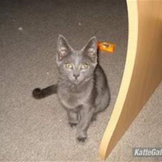 Russian Blue hr vimse død