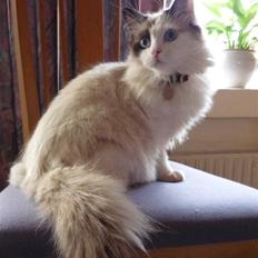 Ragdoll Den maskerede hævner