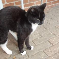 Blanding af racer Domino