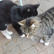 Blanding af racer Domino