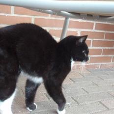 Blanding af racer Domino