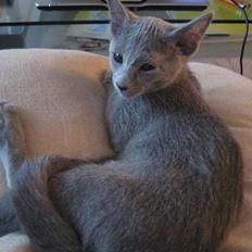 Russian Blue Mille