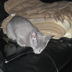 Russian Blue Mille