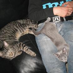 Russian Blue Mille