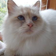 Hellig Birma Aliciá