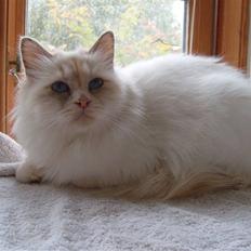 Hellig Birma Aliciá