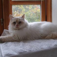 Hellig Birma Aliciá