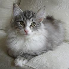 Norsk Skovkat DK Cayica's Waki Akando