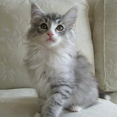 Norsk Skovkat DK Cayica's Waki Akando