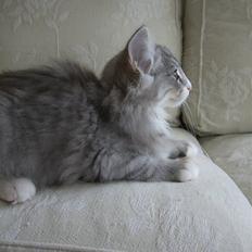 Norsk Skovkat DK Cayica's Waki Akando