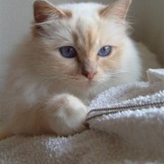 Hellig Birma Brillante