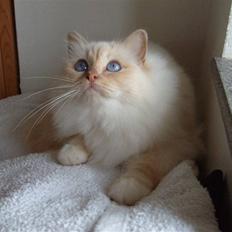 Hellig Birma Brillante