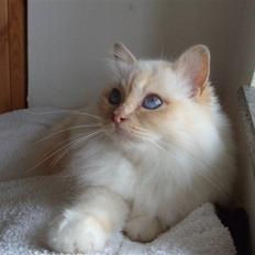 Hellig Birma Brillante