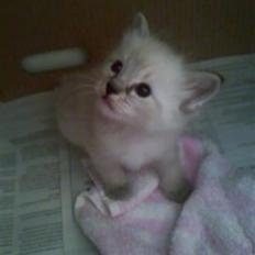 Ragdoll Dk's Ibils Basima