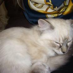 Ragdoll Dk's Ibils Basima