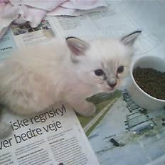 Ragdoll Dk's Ibils Basima