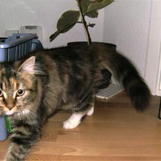 Blanding af racer frederikke