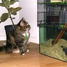 Blanding af racer frederikke