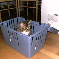 Blanding af racer frederikke