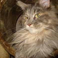 Maine Coon Dk Kousgård's *LYKKE*