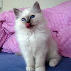 Hellig Birma Chicabee Himalaya