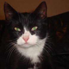 Blanding af racer Merle 