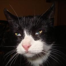 Blanding af racer Merle 