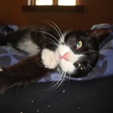 Blanding af racer Merle 