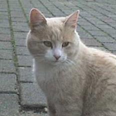 Blanding af racer Pjusce