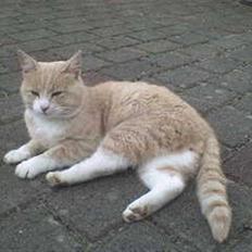 Blanding af racer Pjusce