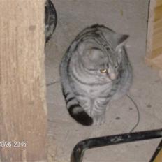 Blanding af racer Silke