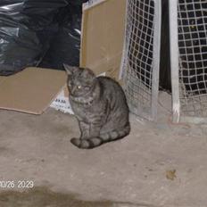 Blanding af racer Thene